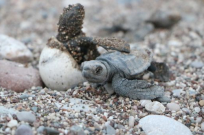 CARETTA CARETTA SAYISINDA REKOR ARTIŞ